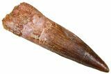 Fossil Spinosaurus Tooth - Real Dinosaur Tooth #381034-1